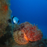 Scorpionfish - Image